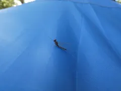 Northern Summer Mayfly thumbnail 3