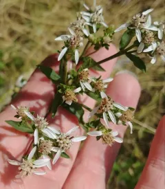 Oregon whitetop aster thumbnail 4