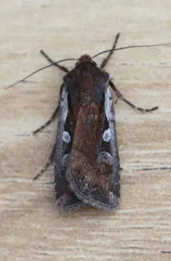 Euxoa costata thumbnail 4