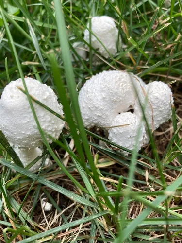 white chalk mushroom