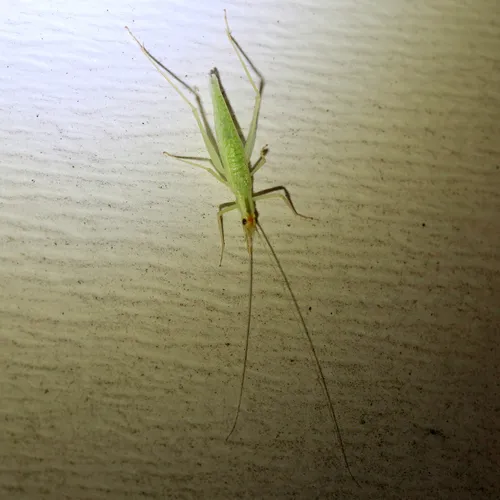 Narrow-winged Tree Cricket