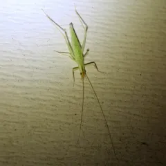 Narrow-winged Tree Cricket thumbnail 1