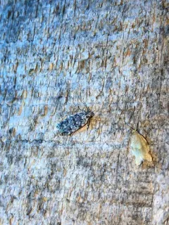 Two-spotted Chionodes Moth thumbnail 2
