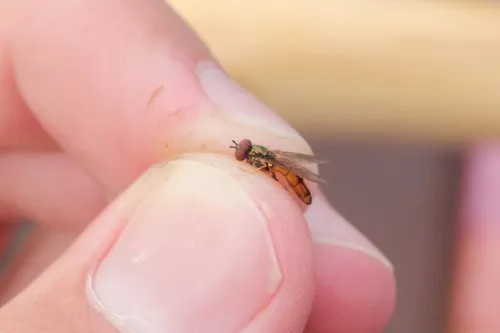 Comb-legged Sedgesitter