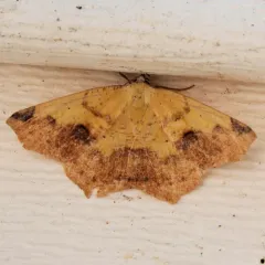 Variable Antepione Moth thumbnail 3