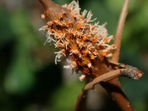 Gymnosporangium nelsonii