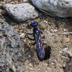 Steel-blue Cricket-hunter Wasp thumbnail 4