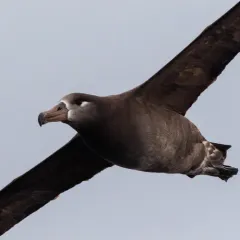 Black-footed Albatross thumbnail 2