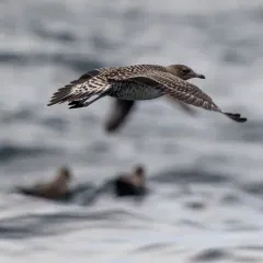 Long-tailed Jaeger thumbnail 2