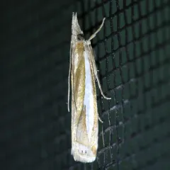 Common Grass-veneer thumbnail 4