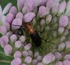 Zonitis atripennis thumbnail 1