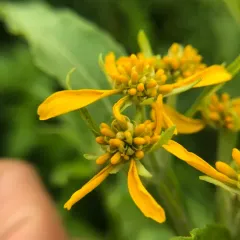 Wingstem thumbnail 3