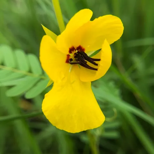 partridge pea