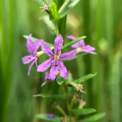 Winged Loosestrife thumbnail 3