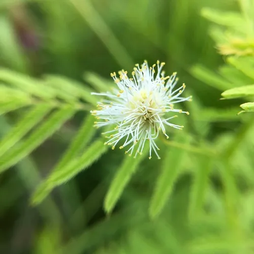 Illinois bundleflower