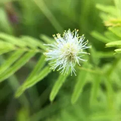 Illinois bundleflower thumbnail 1