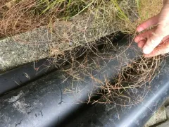 Gossamer grass thumbnail 2