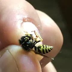 American Yellowjacket thumbnail 3