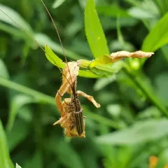 Ribbon Longhorn Beetle thumbnail 4