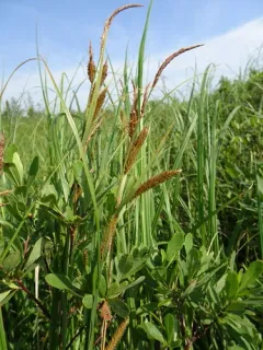 estuary sedge thumbnail 4