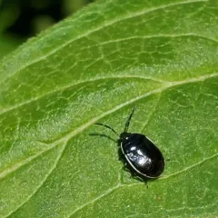 White-margined Burrowing Bug thumbnail 1