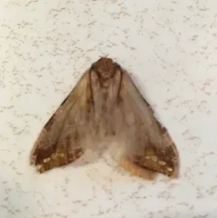 Gold-spotted Ghost Moth thumbnail 1