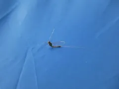 Northern Summer Mayfly thumbnail 4