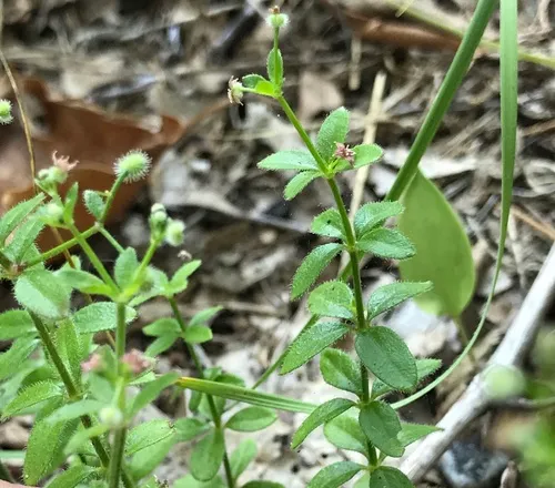 Hairy bedstraw