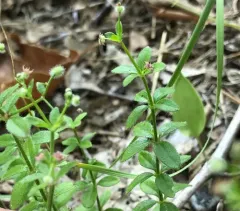 Hairy bedstraw thumbnail 1