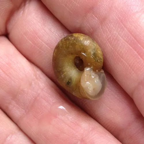 Robust Lancetooth Snail