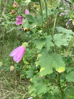 Eastern Tree-mallow thumbnail 2