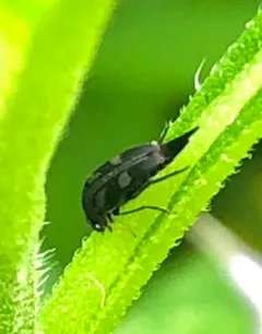 Mordella insulata thumbnail 2