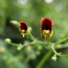 late figwort thumbnail 2
