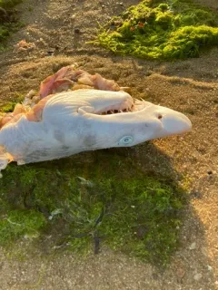 Sand Tiger Shark thumbnail 2