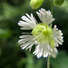 starry campion thumbnail 3