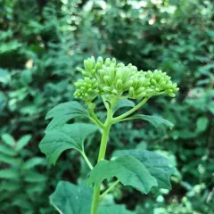 pale Indian plantain thumbnail 2