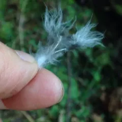 Ancient Murrelet thumbnail 1