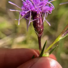 cylindrical blazing star thumbnail 2