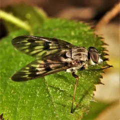 Common Snipe Fly thumbnail 5