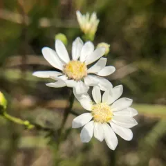 white flat-topped goldenrod thumbnail 3