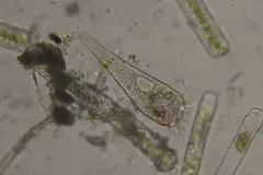 Stentor igneus thumbnail 4