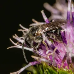 White-banded Sweat Bee thumbnail 3