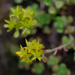 Oregon Stonecrop thumbnail 2