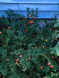 Jerusalem cherry thumbnail 3