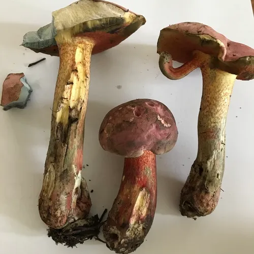 Perfumed Bolete