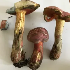 Perfumed Bolete thumbnail 1