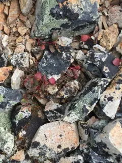 Ogilvie Mountains Springbeauty thumbnail 2