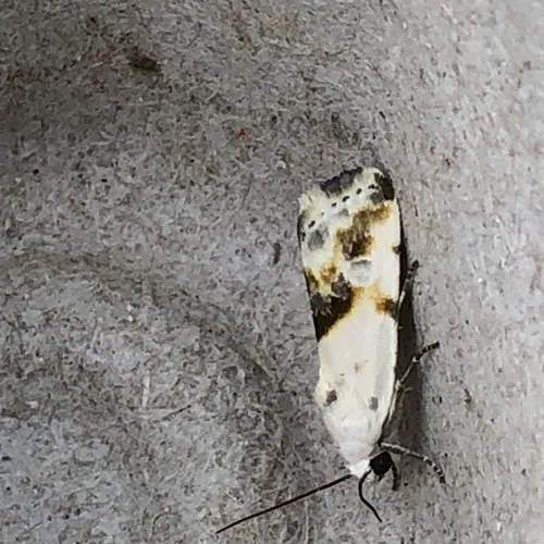 Olive-shaded Bird-dropping Moth
