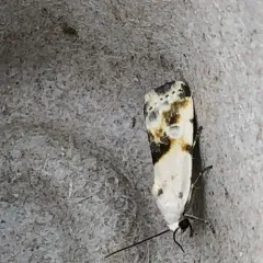 Olive-shaded Bird-dropping Moth thumbnail 1