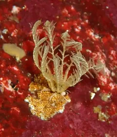 Common Feather Star thumbnail 2